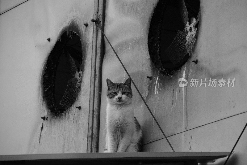 小猫在建筑工地的风管前摆姿势，南京，中国