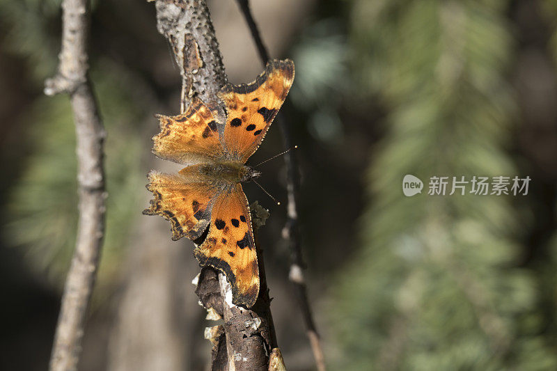 西风翼蝶在科罗拉多埃文斯山荒野晒太阳