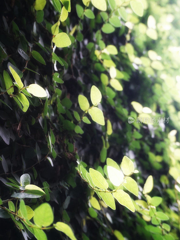 绿叶藤植物覆盖墙广场组成背景