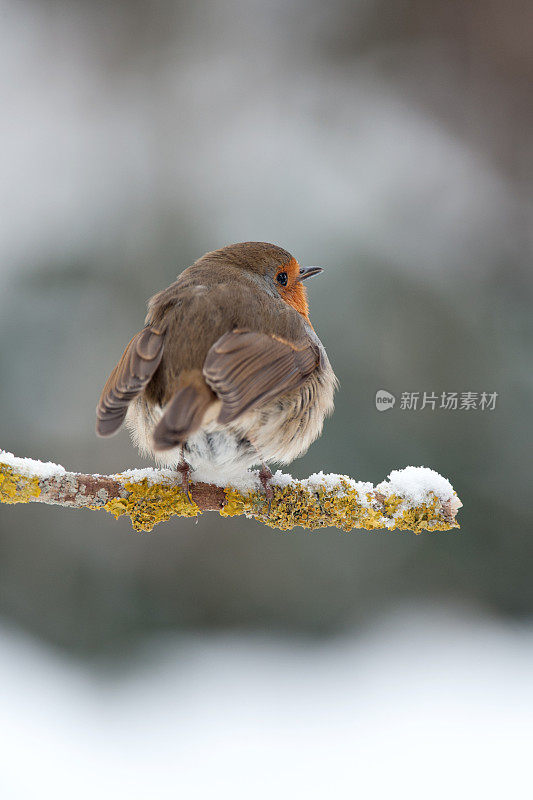 栖息在满是雪的树枝上的知更鸟(鹭)