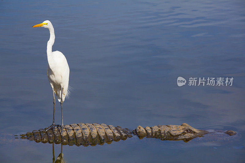 看不见的危险;鸟站在鳄鱼背上