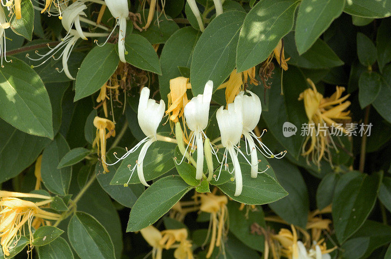 忍冬(金银花粳稻)