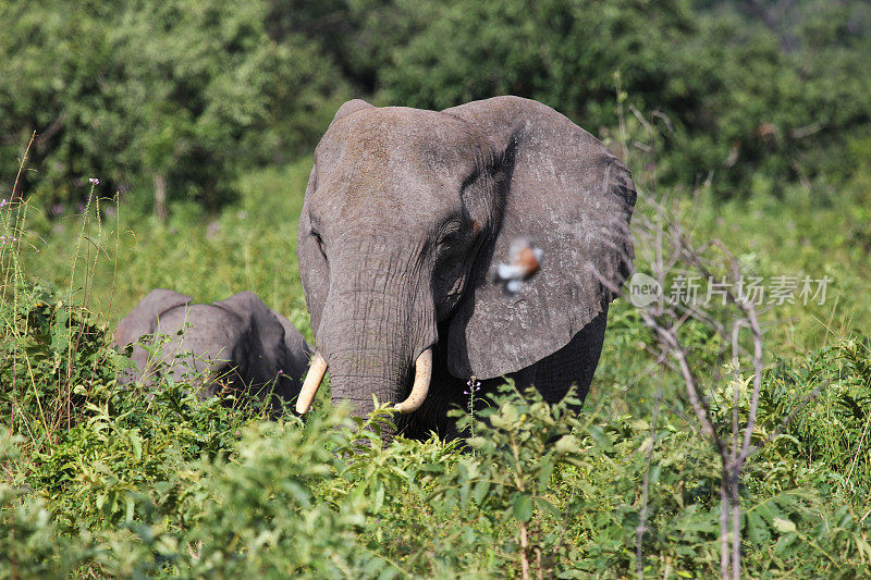 博茨瓦纳:丘比国家公园的非洲象