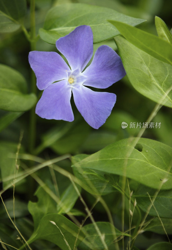 长春花桃金娘薰衣草vina小花