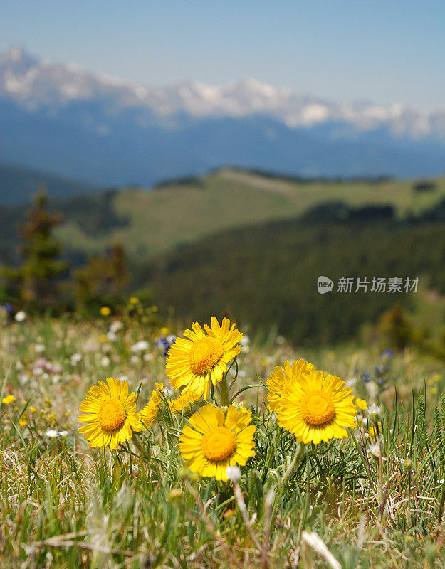 夏天的野花