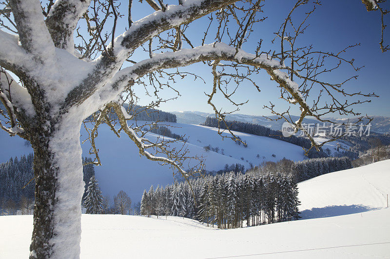 德国黑森林冬天的风景