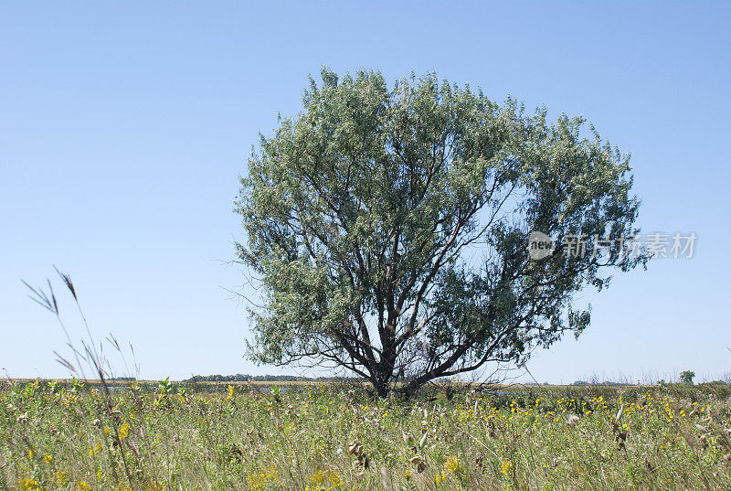 俄罗斯橄榄树