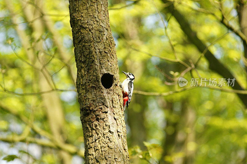 啄木鸟在树上筑巢。