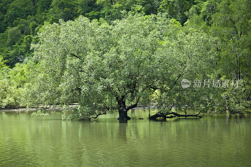 红树林树