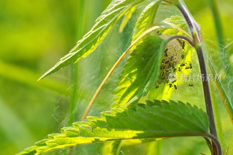 蜘蛛，用小蜘蛛做茧