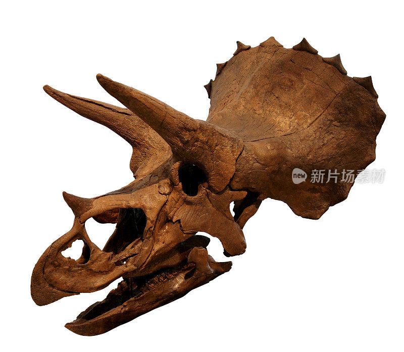 一个古老恐龙头骨的特写