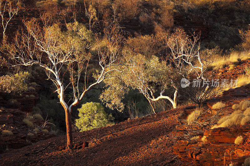 卡里吉尼国家公园，澳大利亚西部，傍晚阳光下的桉树