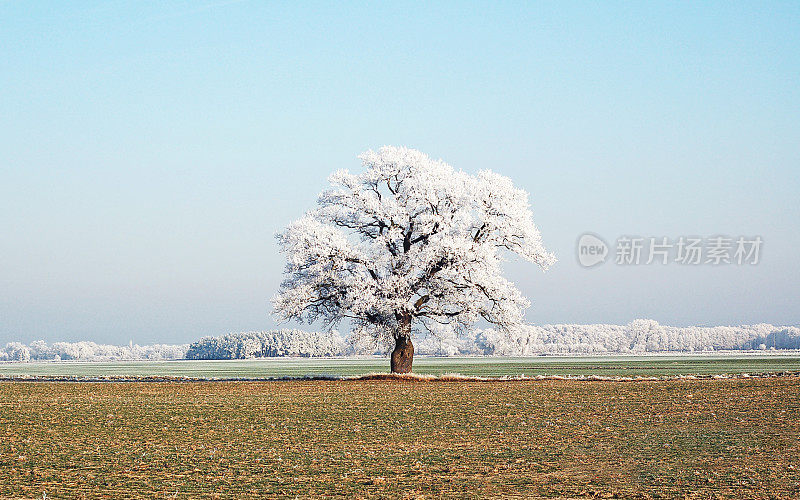 冬天在田野上的一棵橡树