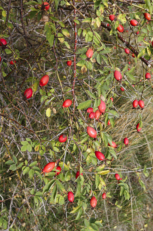 成熟的红玫瑰果实给秋天增添了缤纷的色彩