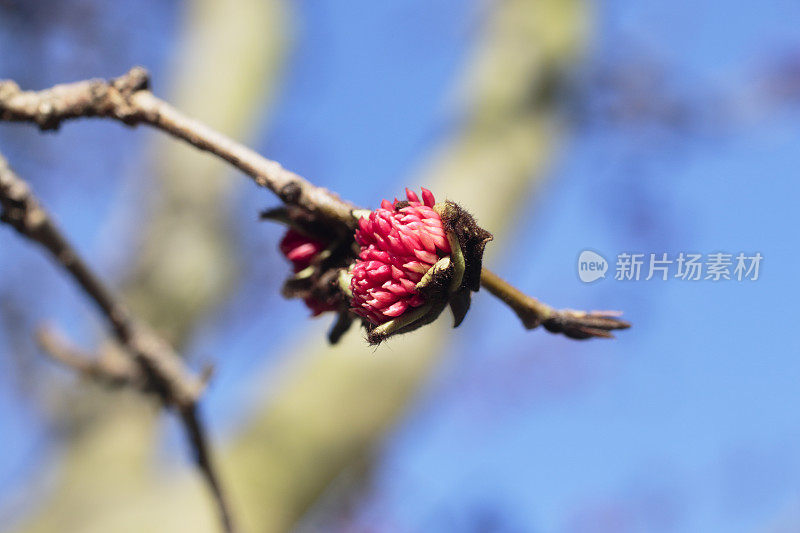 红色的花裸露的树枝波斯铁木柏桃