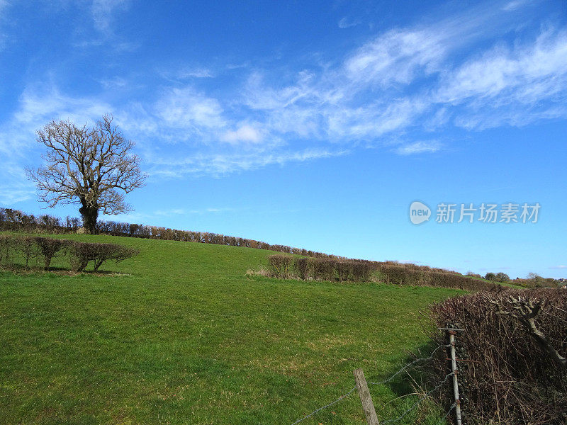 大的冬季白蜡树(白蜡树)，落叶，乡村