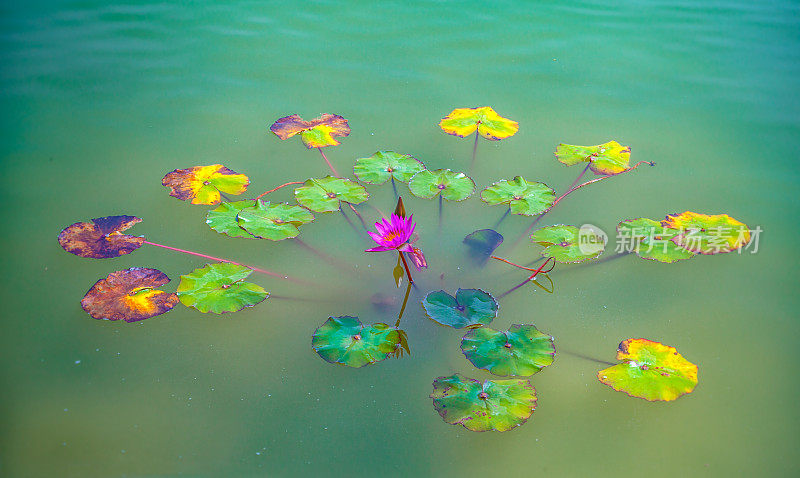 睡莲的叶子和粉红色的花