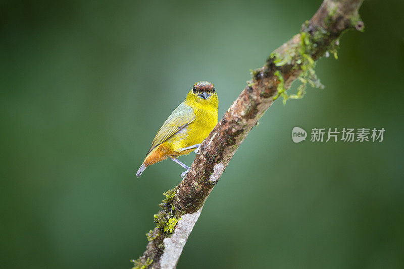 橄榄背雌鸟，鸟在哥斯达黎加，幼鸟高尔迪，tanager