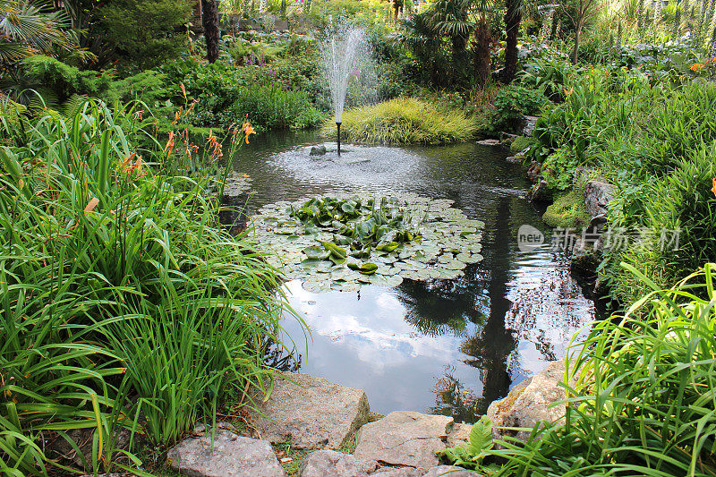 意象花园池塘与喷泉，睡莲，鲜花