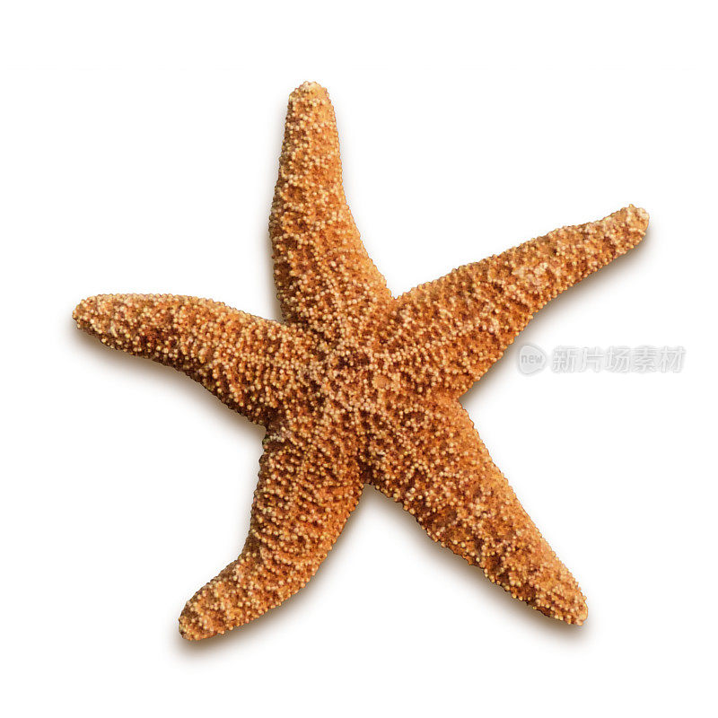 海星孤立的白色背景星形海洋海洋动物