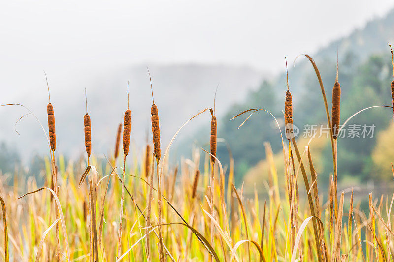 有雾的秋景