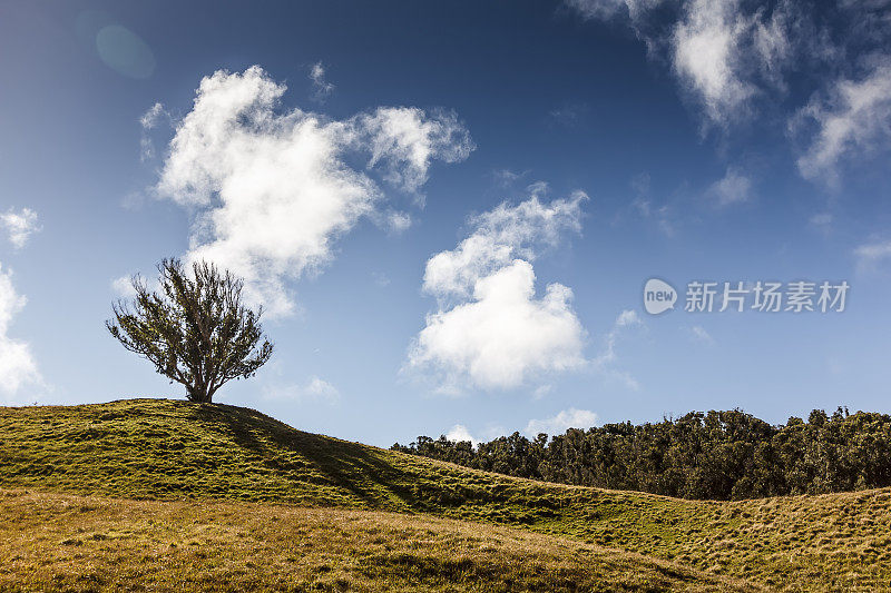 智利复活节岛山地上的一棵树