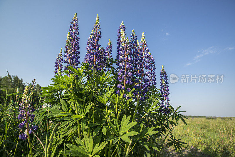 野地里的羽扇豆花