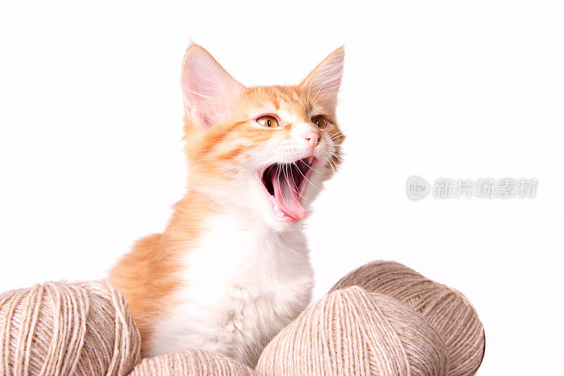 小猫和羊毛