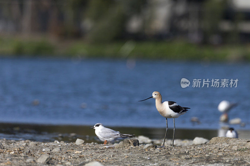 美国鳄梨在旧金山湾区