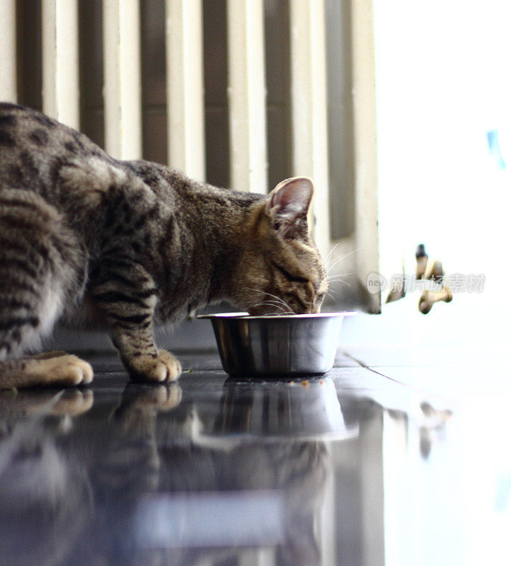 猫在吃他的食物