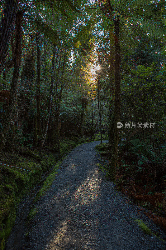 阳光穿过树蕨森林在新西兰