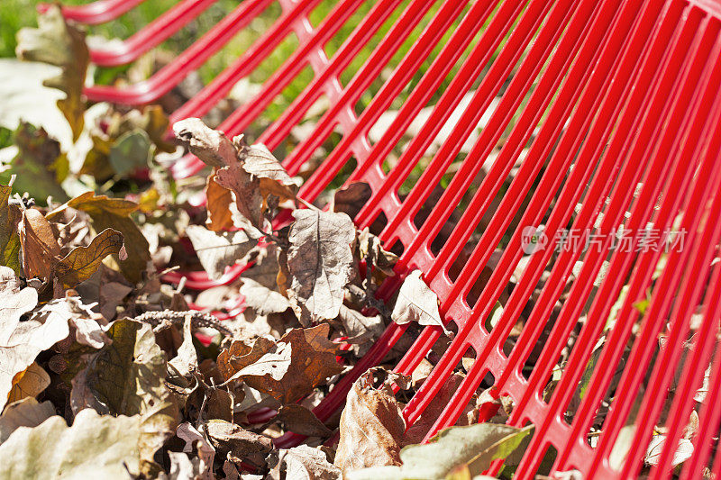 红色塑料耙和秋天的落叶