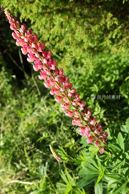 开花的粉色羽扇豆(Lupinus)