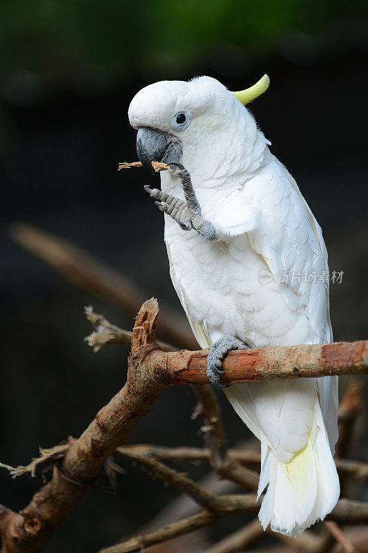 白鹦鹉鹦鹉鸟在木头上