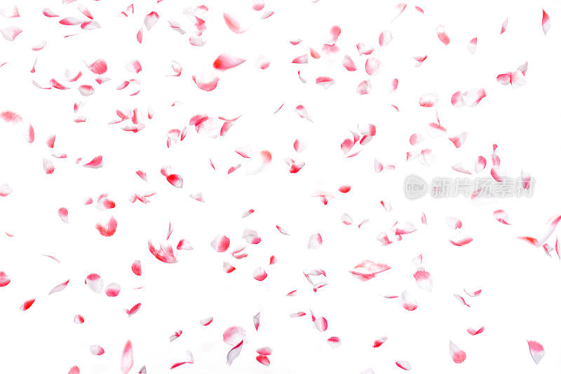 白色和粉红色的人造玫瑰花瓣散落，孤立