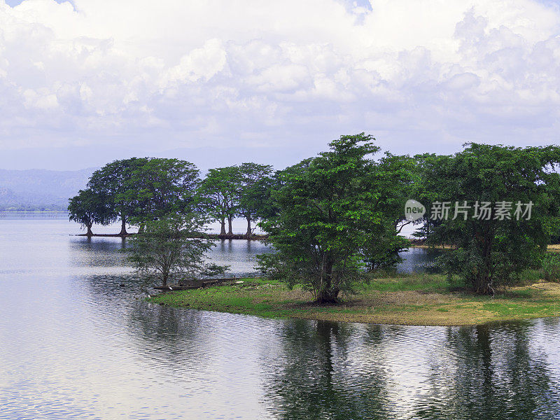 Udawalawe水库岛上的树木。