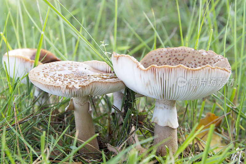 红膏菌(毒鹅膏菌)