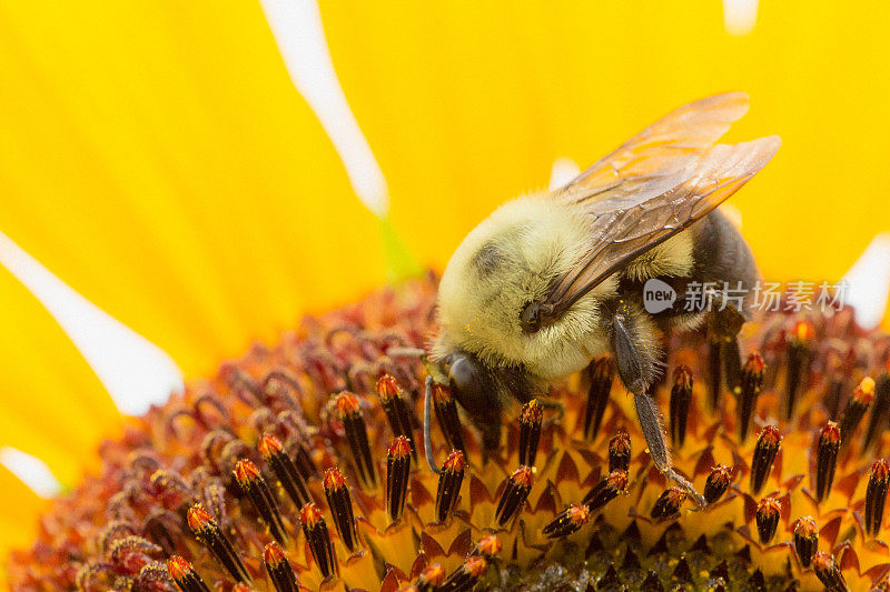 大黄蜂在向日葵花药上