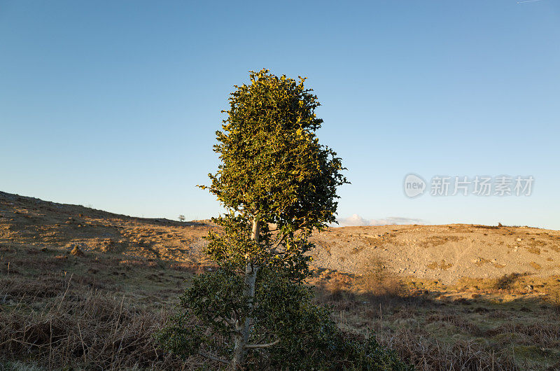 英格兰湖区:惠特barrow上的冬青