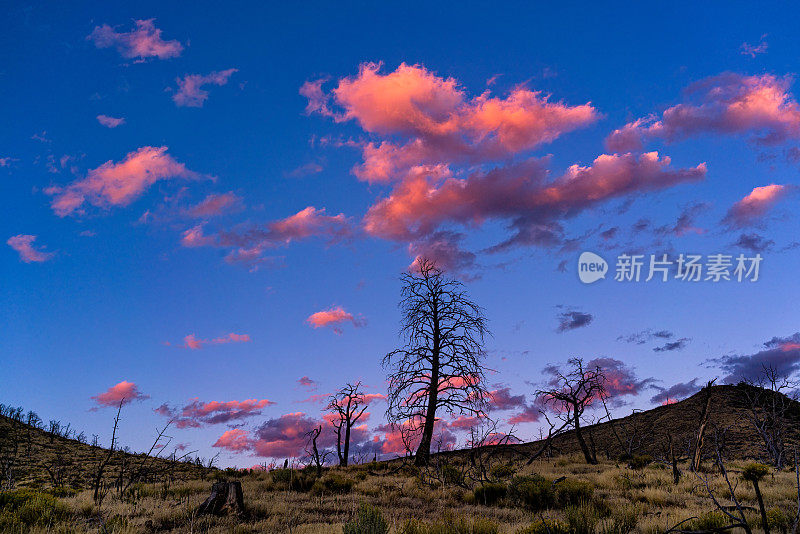 日落时的粉红色云彩和树木的剪影