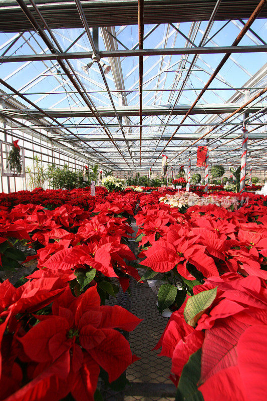 温室与poinsettas