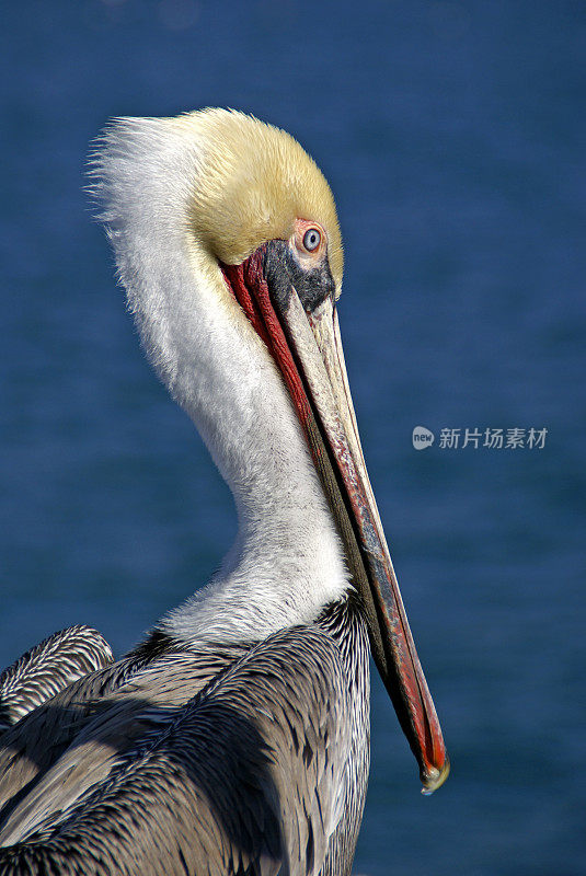 褐鹈鹕特写镜头