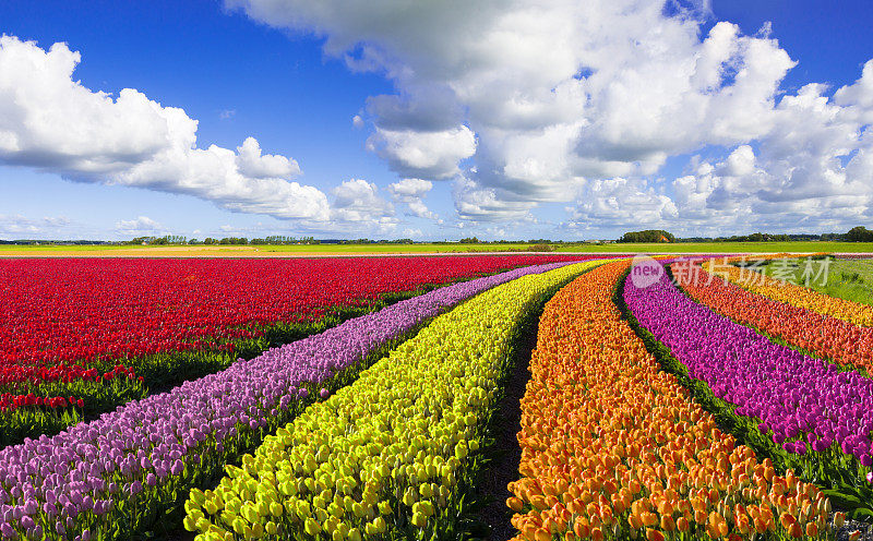 荷兰的春天的风景