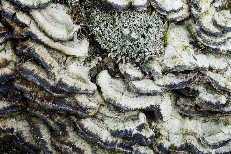 蘑菇真菌地衣