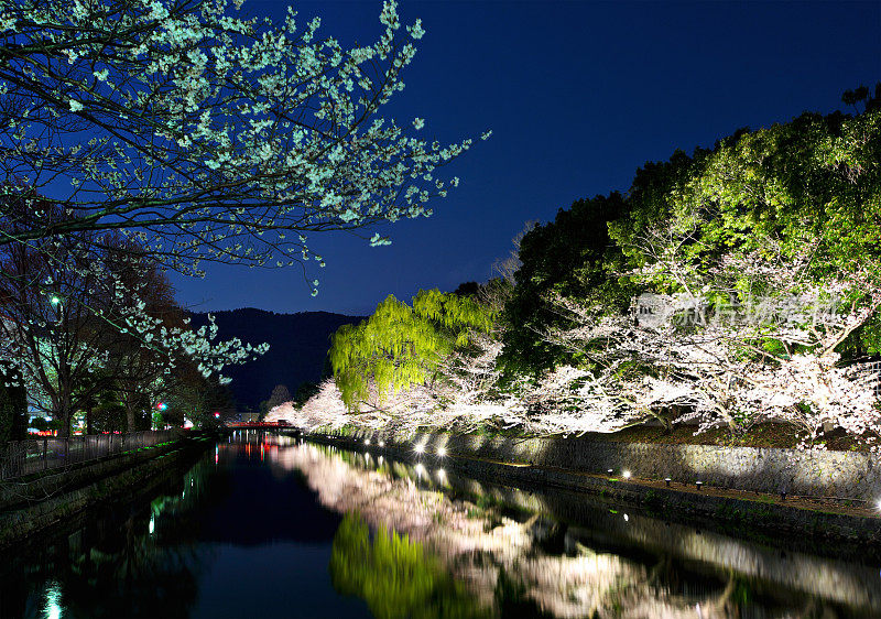 京都春光夜景