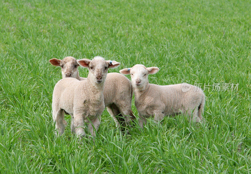 三个小羊羔