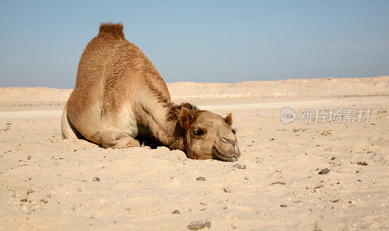 骆驼休息