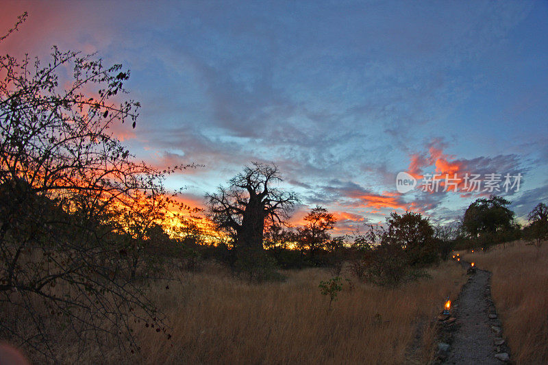 博茨瓦纳:日落时分，格威塔附近的猴面包树