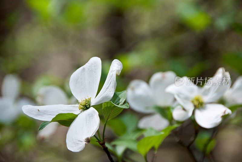 开花山茱萸