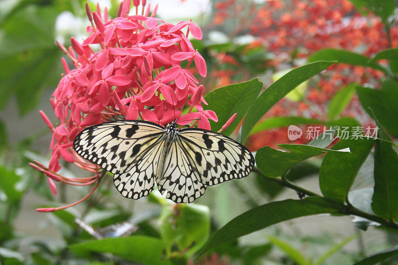 黑白蝴蝶，蝴蝶屋-槟城